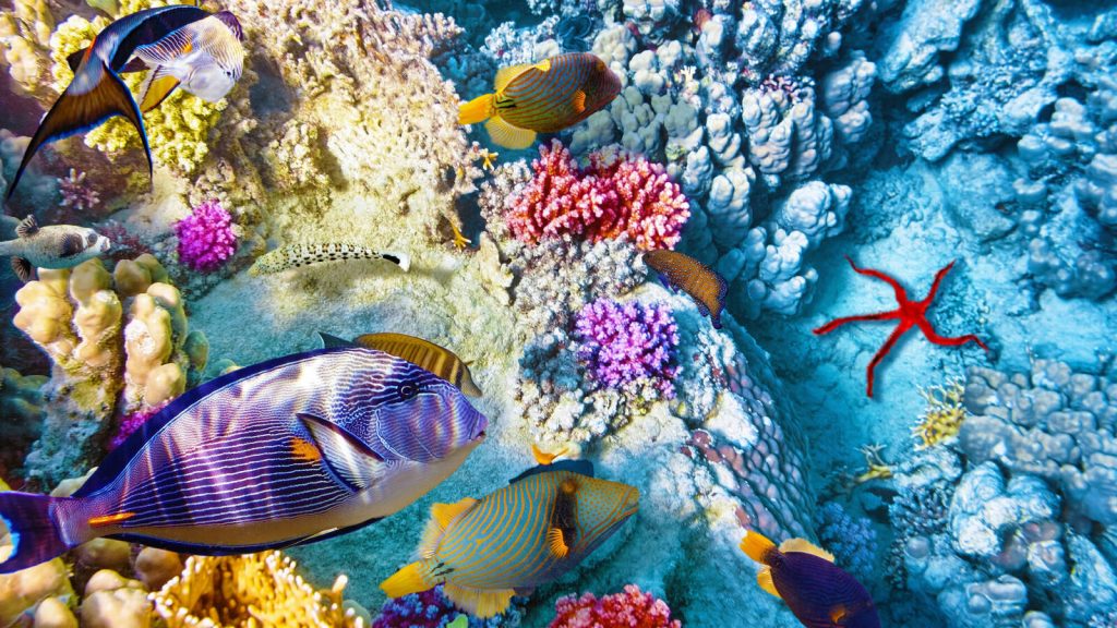 20 Top Travel Destinations Epic Marine Life.jpg