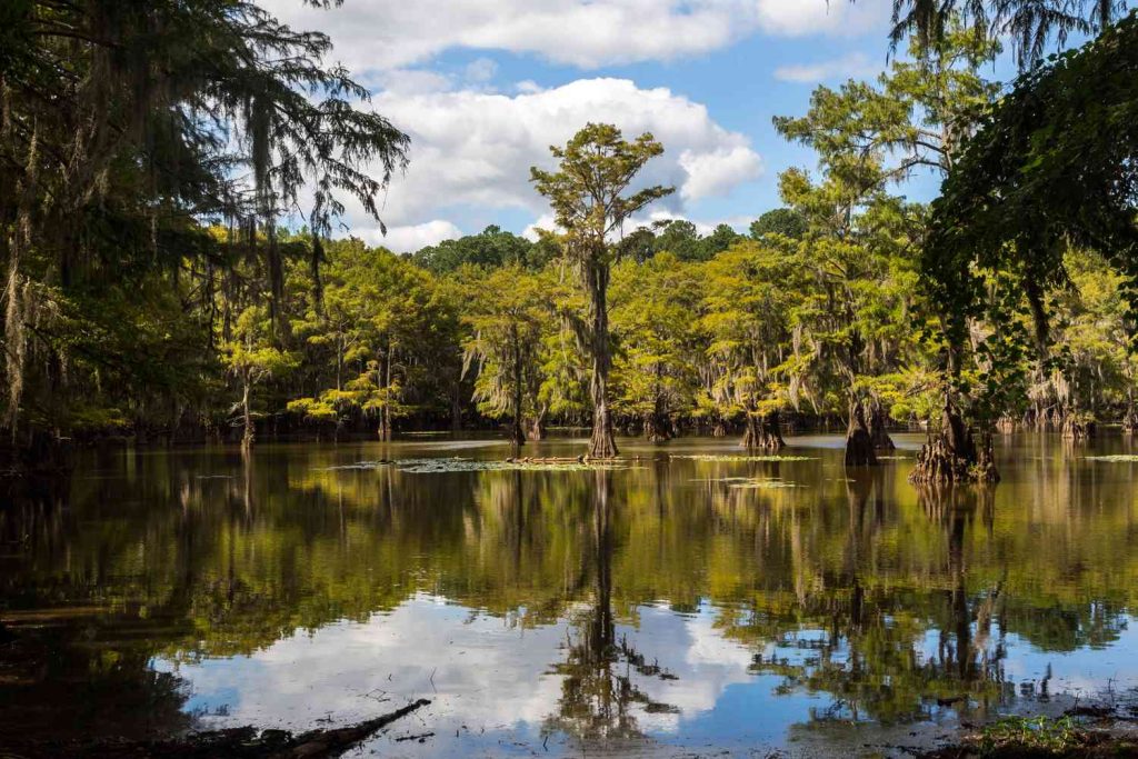 Tal Caddo Lake Txhiddengem1223 5926fbd8e36349559a24fa7a928fd1aa.jpg