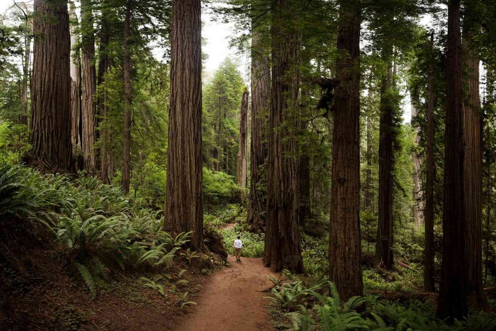 Tal Hiking Redwood National Park California Ushiddengem0424 B401e2f3c0a04a41be203610ad123dc1.jpg