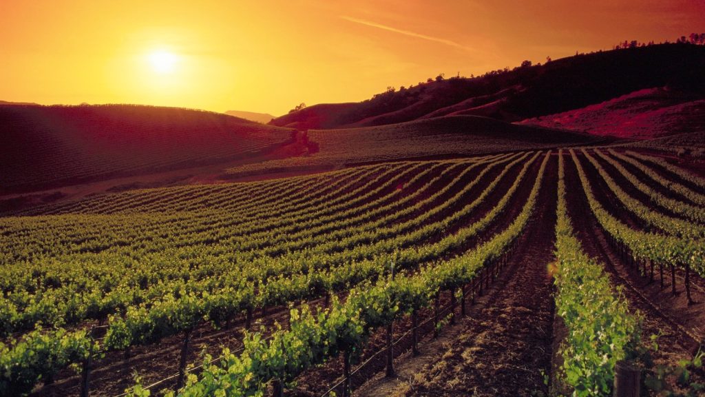 Wine Vineyard Sunset Gty Jt 240523 1716491825448 Hpmain 16x9.jpg