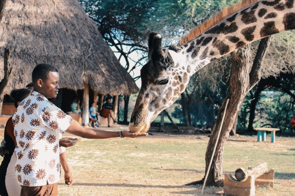 Person Feeding Giraffe 1.jpg