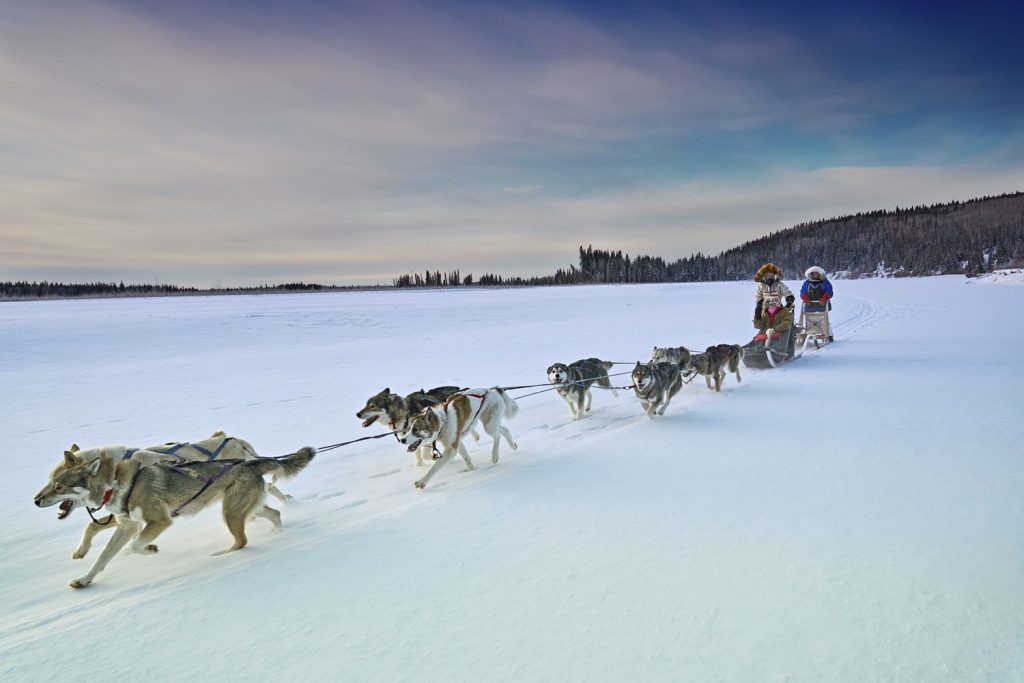 Tal Alaska Dogsledding Scene Akhomestead1124 Be292728cd6d40d5b9e0bb6ba68588b3.jpg