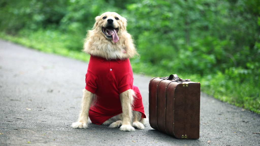 Traveling With Pets Dog And Suitcase Photo Credit Triggerphoto 1568x882.png