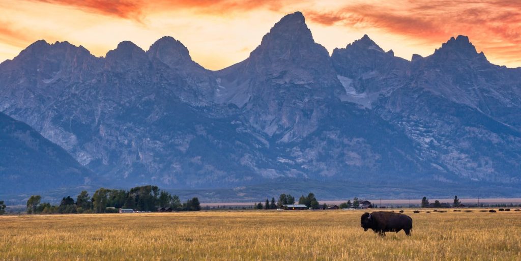 Lone Bison Against The Grand Teton Range Royalty Free Image 1732555140.jpg