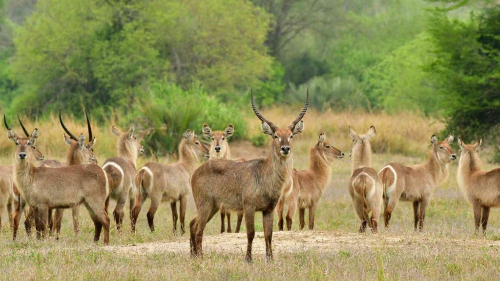 Antelope Seen In Gorongosa 1 1600x900.jpeg